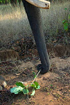 Indian Elephant (Elephas maximus) using fly swish in trunk to control flies, India, Asia,