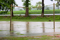 Flooded football pitch during the monsoon, Ganges delta, Bangladesh, November 2008