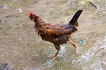 Cockerel in rain, monsoon, Bangladesh, November 2008