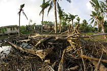 Trees damage by typhoon Sidr in November 2007, Sundarbans, Bangladesh, November 2008