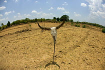 Cattle skull propped up on agricultural land affected by drought, Madyha Pradesh, India, Asia, November 2008