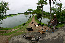 Bangladeshi on bike with herd of goats, traditional agriculture beside commercial shrimp ponds, Ganges delta, Bangladesh, November 2008