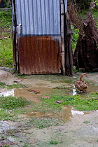 Rust mark on toilet showing level of flooding in monsoon, Bangladesh, November 2008