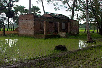 Home abandoned due to waterlogging, flooding, Ganges delta, Bangladesh, November 2008