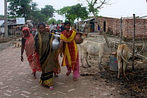 Women carrying water home from well, Ganges delta, Bangladesh, July 2008, Shrimp aquaculture has led to increased salinity in the local wells. Villagers now have to travel further for fresh water, inc...