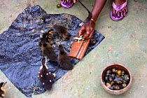 Woman cutting up snails to feed to young ducks, Bangladesh, November 2008