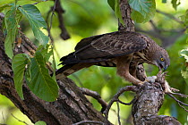 Crested serpent eagle (Spilornis cheela) feeding on  young Peacock which it has killed Sal forest, Bandhavgarh NP, Madhya Pradesh, India, November 2008