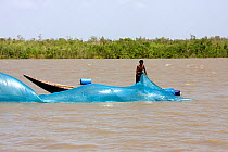 Man fishing with net from boat on shrimp farm, Sundarbans, Bangladesh, November 2008