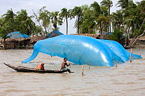 Shrimp nets, shrimp farming community threatened by rising Passur river, Sundarbans, Bangladesh, November 2008
