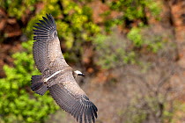 Indian white-rumped vulture (Gyps bengalensis) in flight over Sal forest, Bandhavgah National Park, Madhya Pradesh, India, November