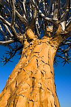 Quiver Tree (Aloe dichotoma), Namib Desert, Namibia.