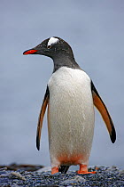 Gentoo Penguin (Pygoscelis papua), South Georgia Island, Southern Ocean, Antarctic Convergence.