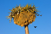 Peach-faced Lovebird (Agapornis roseicollis) breeding in communal nest of Sociable weavers (Philetairus socius) in Quiver tree (Aloe dichotoma), Namibia.
