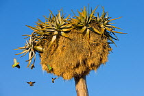 Peach-faced Lovebird (Agapornis roseicollis) breeding in communal nest of sociable weavers (Philetairus socius) in quiver tree (Aloe dichotoma), Namibia.