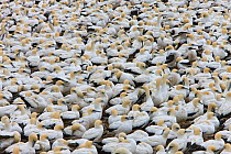 Cape Gannet (Morus capensis) nesting colony, Lamberts Bay, South Africa.