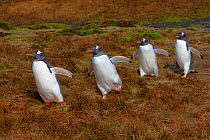 Gentoo penguins (Pygoscelis papua) walking to the beach, Stromness Bay, South Georgia Island, Southern Ocean, Antarctic Convergence. November