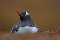 Gentoo Penguin (Pygoscelis papua) on nest, Stromness Bay, South Georgia Island, Southern Ocean, Antarctic Convergence
