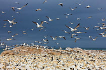 Cape Gannet (Sula capensis) flock flying over nesting colony in stormy weather, Lamberts' Bay, South Africa.