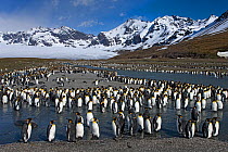 King Penguin (Aptenodytes patagonicus) colony gathering along river at St Andrews Bay, South Georgia Island, Southern Ocean, Antarctic Convergence. November 2008