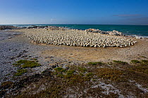 Cape Gannet (Sula capensis) nesting colony, Lamberts Bay, South Africa.