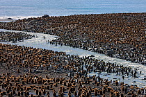 King Penguin (Aptenodytes patagonicus) colony with adults and chicks gathering, St Andrews Bay, South Georgia Island, Southern Ocean, Antarctic Convergence. November 2008