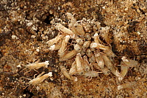 Egyptian locust (Anacridium aegyptium) first instars hatching from ground, captive, from Africa.