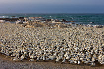 Cape Gannet (Sula capensis) nesting colony, Lamberts Bay, South Africa.