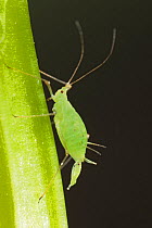 Pea aphid (Acyrthosiphon pisum) giving birth (viviparous during the summer month), Germany.