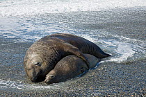 Southern Elephant Seal (Mirounga leonina) pair mating on beach, St Andrews Bay, South Georgia Island, Southern Ocean, Antarctic Convergence.
