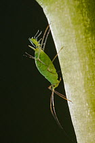 Pea aphid (Acyrthosiphon pisum) giving birth (viviparous during the summer month), Germany.