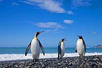 King Penguins (Aptenodytes patagonicus) on beach, St Andrews Bay, South Georgia Island, Southern Ocean, Antarctic Convergence.