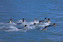 King Penguins (Aptenodytes patagonicus) group swimming, St Andrews Bay, South Georgia Island, Southern Ocean, Antarctic Convergence.