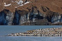 King Penguin (Aptenodytes patagonicus) colony on coast, St Andrews Bay, South Georgia Island, Southern Ocean, Antarctic Convergence. November 2008