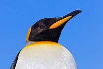 King Penguin (Aptenodytes patagonicus) portrait, St Andrews Bay, South Georgia Island, Southern Ocean, Antarctic Convergence.
