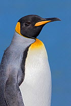 King Penguin (Aptenodytes patagonicus), St Andrews Bay, South Georgia Island, Southern Ocean, Antarctic Convergence.