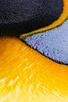 King Penguin (Aptenodytes patagonicus) plumage detail, St Andrews Bay, South Georgia Island, Southern Ocean, Antarctic Convergence.