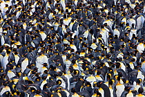 A large group of King Penguin (Aptenodytes patagonicus) moulting, St Andrews Bay, South Georgia Island, Southern Ocean, Antarctic Convergence.