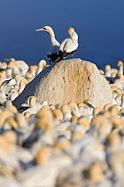 Cape Gannet (Sula capensis) pair on rock in nesting colony, Lamberts Bay, South Africa.
