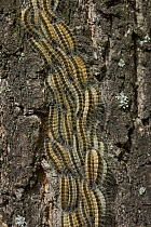 Oak Processionary Moth (Thaumetopoea processionea) caterpillar larvae on oak tree, Germany.