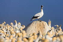 Cape Gannet (Sula capensis) perched on a rock whilst calling, nesting colony, Lamberts Bay, South Africa.