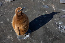 First year King Penguin (Aptenodytes patagonicus) chick, Gold Harbour, South Georgia Island,  Southern Ocean, Antarctic Convergence.