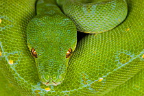 Green Tree Python (Chondopython viridis), Papua New Guinea.