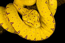 Juvenile Green Tree Python (Chondopython viridis), Papua New Guinea.
