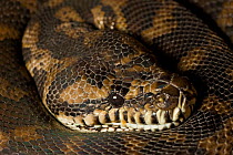 Carpet python snake (Morelia spilota variegata), Australia. Captive