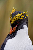 Macaroni penguin (Eudyptes chrysolophus) preening, Cooper Bay, South Georgia Island, Southern Ocean, Antarctic Convergence.