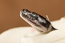 Carpet python snake (Morelia spilota variegata) hatching from egg, Australia. Captive