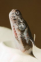 Carpet python snake (Morelia spilota variegata), hatching from egg, Australia. Captive.