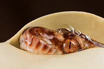 Carpet python snake (Morelia spilota variegata) hatching from egg, Australia. Captive.