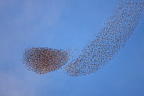 Common starling (Sturnus vulgaris) flock flying in formation to confuse hunting Peregrine Falcons (Falco peregrinus), Rome, Italy. January 2009
