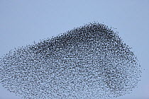 Common starlings (Sturnus vulgaris) flock flying in  formation to confuse hunting Peregrine Falcons (Falco peregrinus), Rome, Italy. January 2009